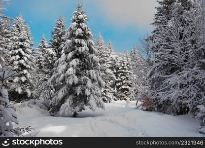 winter path in the vosges mountains in france