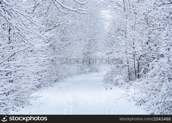 Winter path. Snowy road in the forest.