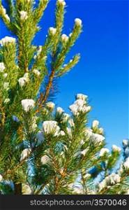 winter pine tree