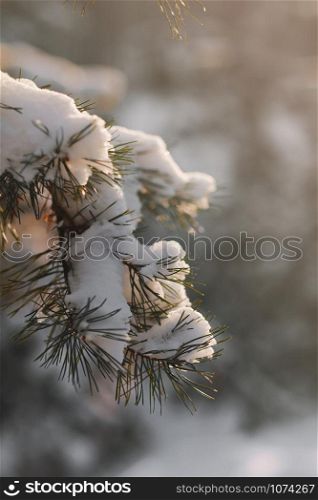 Winter pine tree branches covered with snow. Frozen tree branch in winter forest. Christmas evergreen spruce tree with fresh snow. Winter pine tree branches covered with snow. Frozen tree branch in winter forest. Christmas evergreen spruce tree with fresh snow.