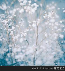 Winter plant background - snow flakes over dry dill