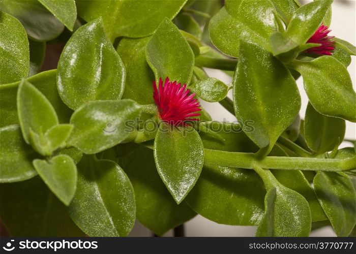 Winter purslane as ornamental plant on terrace garden