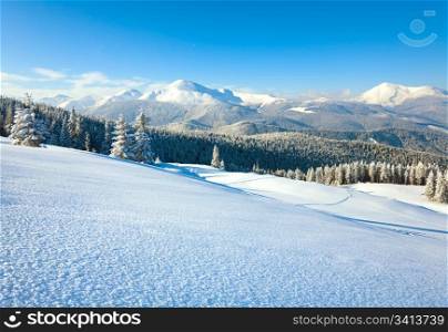 winter rime and snow covered fir trees on mountainside (Carpathian Mountains, Ukraine)