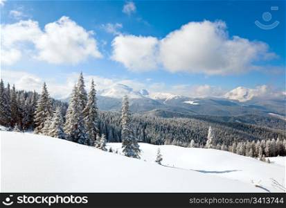 winter rime and snow covered fir trees on mountainside (Carpathian Mountains, Ukraine)