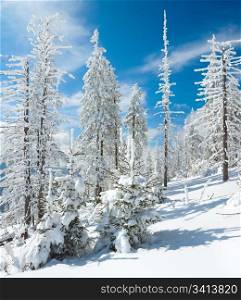 Winter rime and snow covered fir trees on mountainside (Carpathian Mountains, Ukraine). Two shots stitch image.