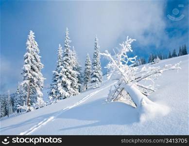winter rime and snow covered fir trees on mountainside on overcast sky background