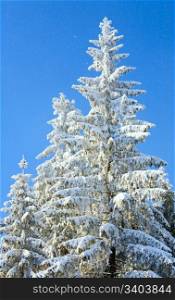 winter rime and snow covered tree tops on blue sky with some snowfall background