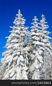 winter rime and snow covered tree tops on blue sky with some snowfall background