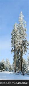 Winter rime and snow covered two lofty fir tree on blue sky background. Two shots stitch image.