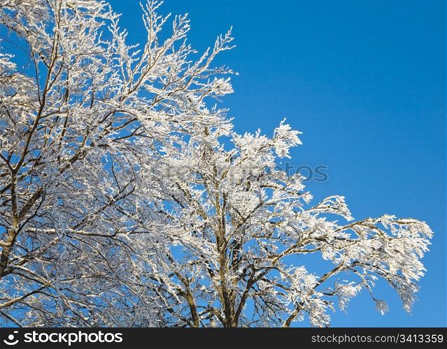 winter rime covered tree on blue sky background