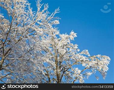 winter rime covered tree on blue sky background