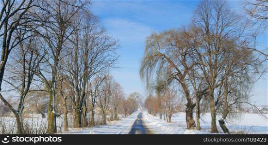 Winter road through snowy fields and trees . Agricultural landscape. Wide photo.