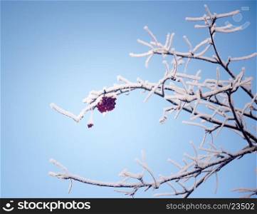 Winter rowan against sky background