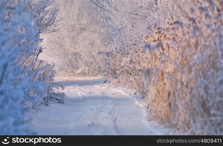 winter rural road covered with snow in sunny day