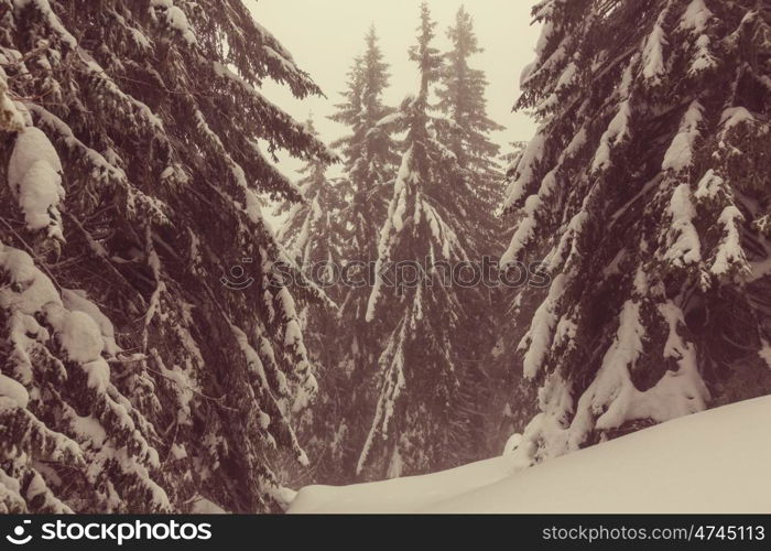 Winter scene forest covered with snow, toned like instagram filter