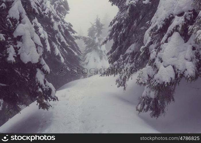 Winter scene forest covered with snow, toned like instagram filter