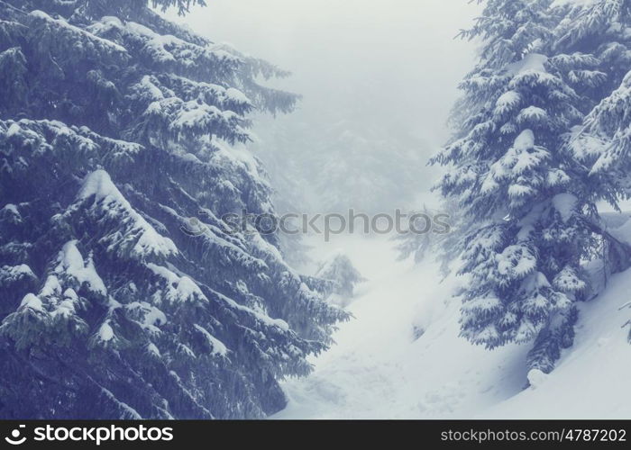 Winter scene forest covered with snow, toned like instagram filter