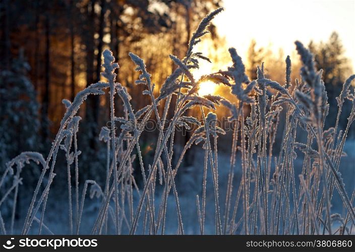 Winter scene .Frozenned flower