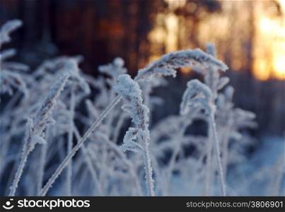 Winter scene .Frozenned flower