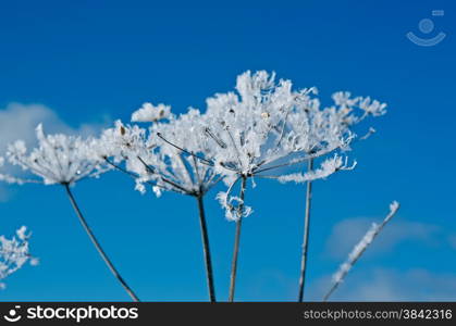 Winter scene .Frozenned flower close up