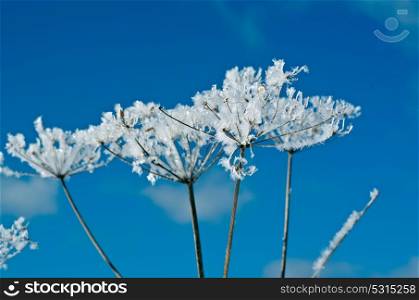 Winter scene .Frozenned flower close up