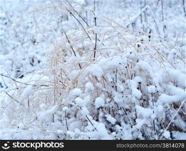 Winter scene .Frozenned flower .pine forest