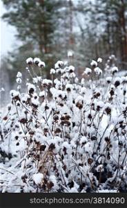 Winter scene .Frozenned flower .pine forest