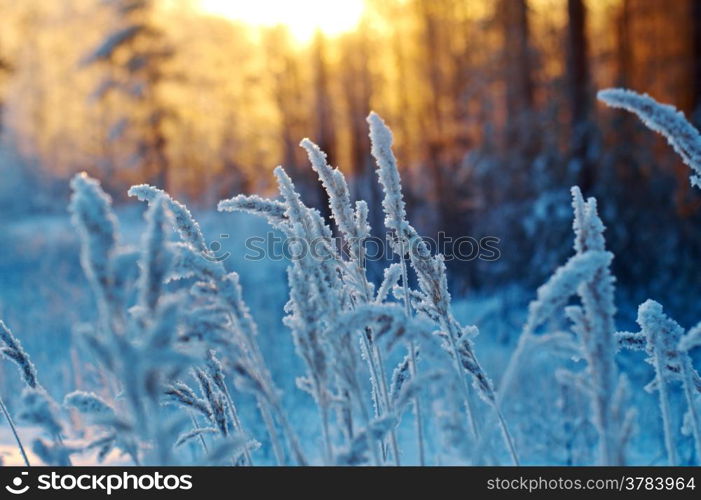 Winter scene .Frozenned flower .pine forest and sunset