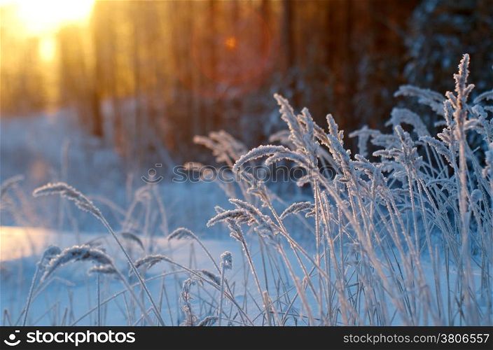Winter scene .Frozenned flower .pine forest and sunset