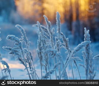 Winter scene .Frozenned flower .pine forest and sunset