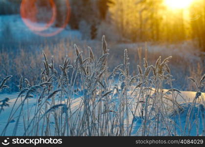 Winter scene .Frozenned flower .pine forest and sunset