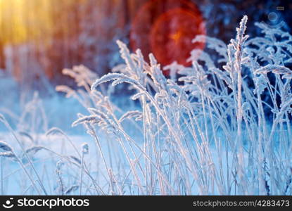 Winter scene .Frozenned flower .pine forest and sunset