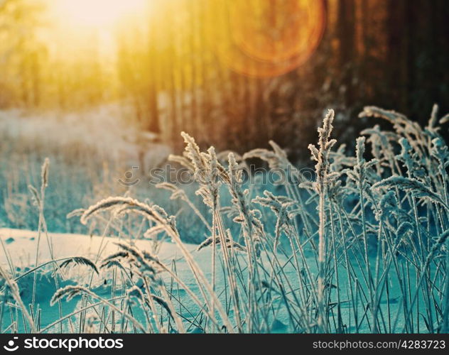 Winter scene .Frozenned flower .pine forest and sunset