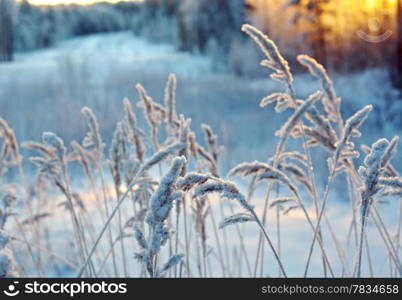 Winter scene .Frozenned flower .pine forest and sunset