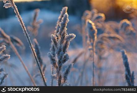Winter scene .Frozenned flower .pine forest and sunset