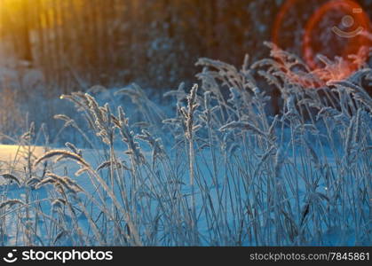 Winter scene .Frozenned flower .pine forest and sunset