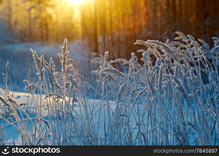 Winter scene .Frozenned flower .pine forest and sunset