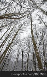 Winter scene in forest. Kent England.