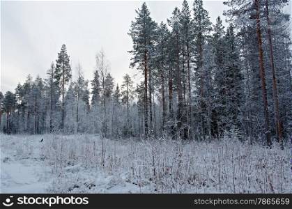 Winter scene . .pine snowy forest
