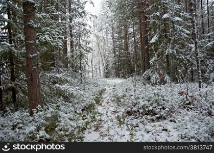 Winter scene .pruce branches. snowy forest