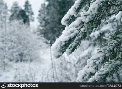 Winter scene .pruce branches. snowy forest