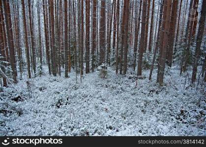 Winter scene .thick snowy forest