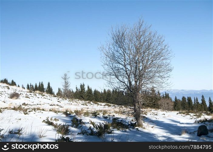 Winter scene with defoliate deciduous tree of snow surface