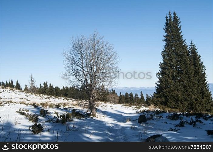 Winter scene with green conifer and defoliate deciduous tree of snow surface