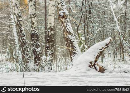 Winter scene with snow covered trees