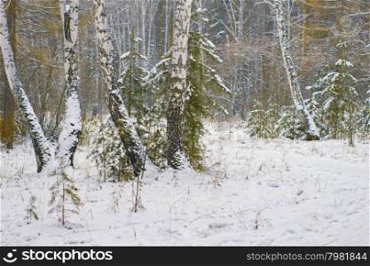 Winter scene with snow covered trees