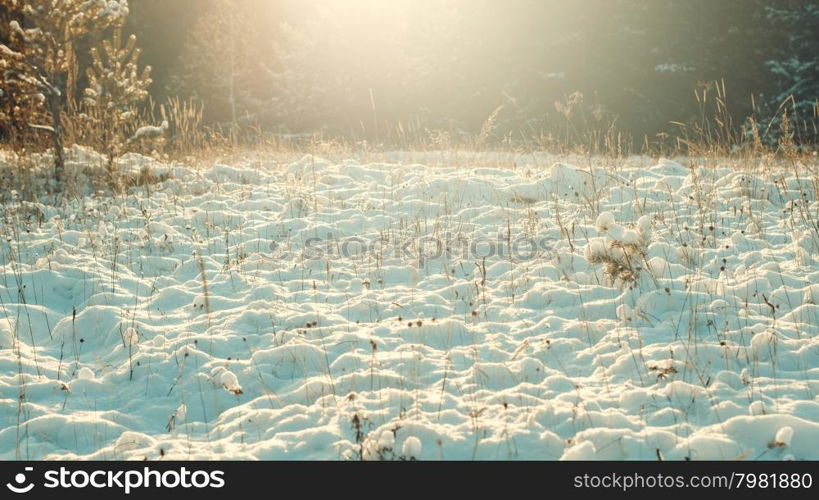 Winter scene with snow covered trees