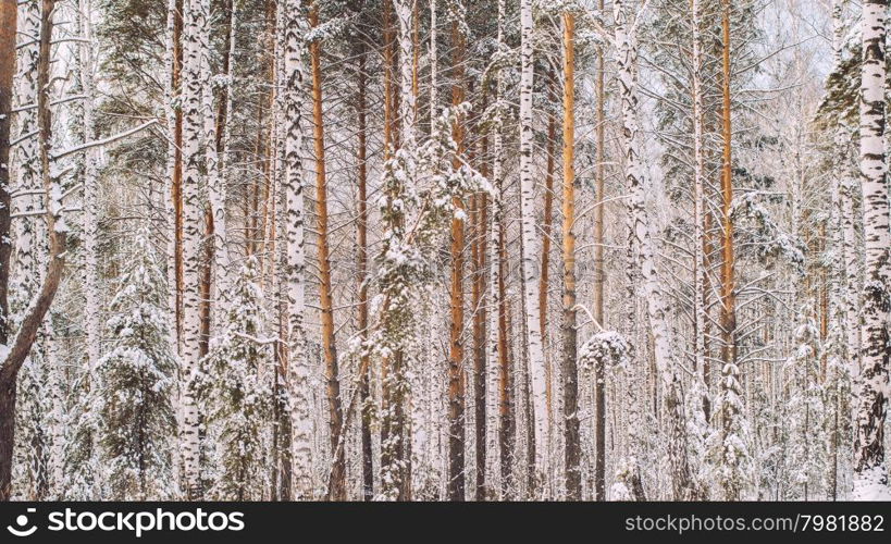 Winter scene with snow covered trees