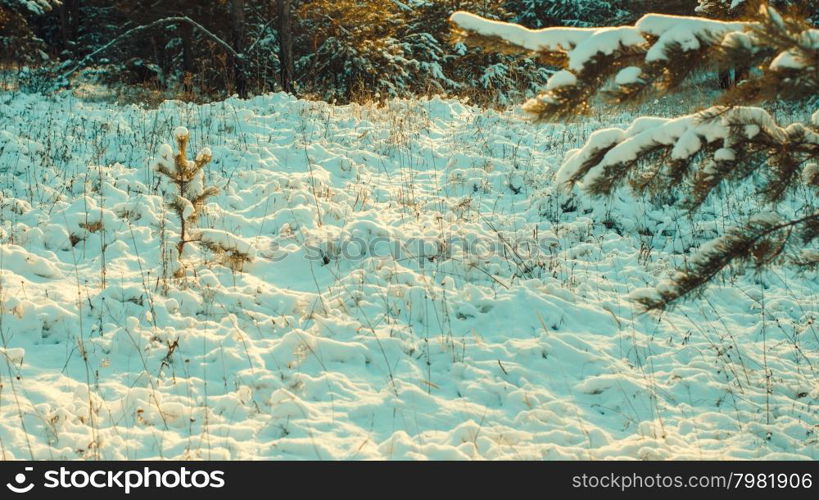 Winter scene with snow covered trees