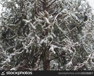 winter scene with snow. winter scene with snow on tree useful as christmas background